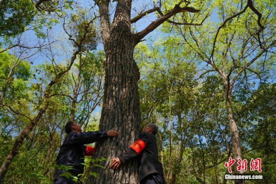 护林员王永仁24年与树为伴 护好一片绿水青山
