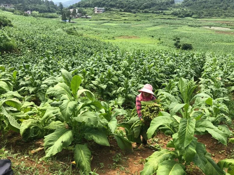 贫困户帮种植大户割烟现场.jpg