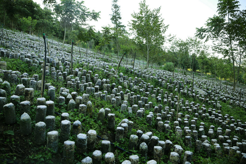 图4.洒金村发展林下种植产业的木耳种植基地.jpg