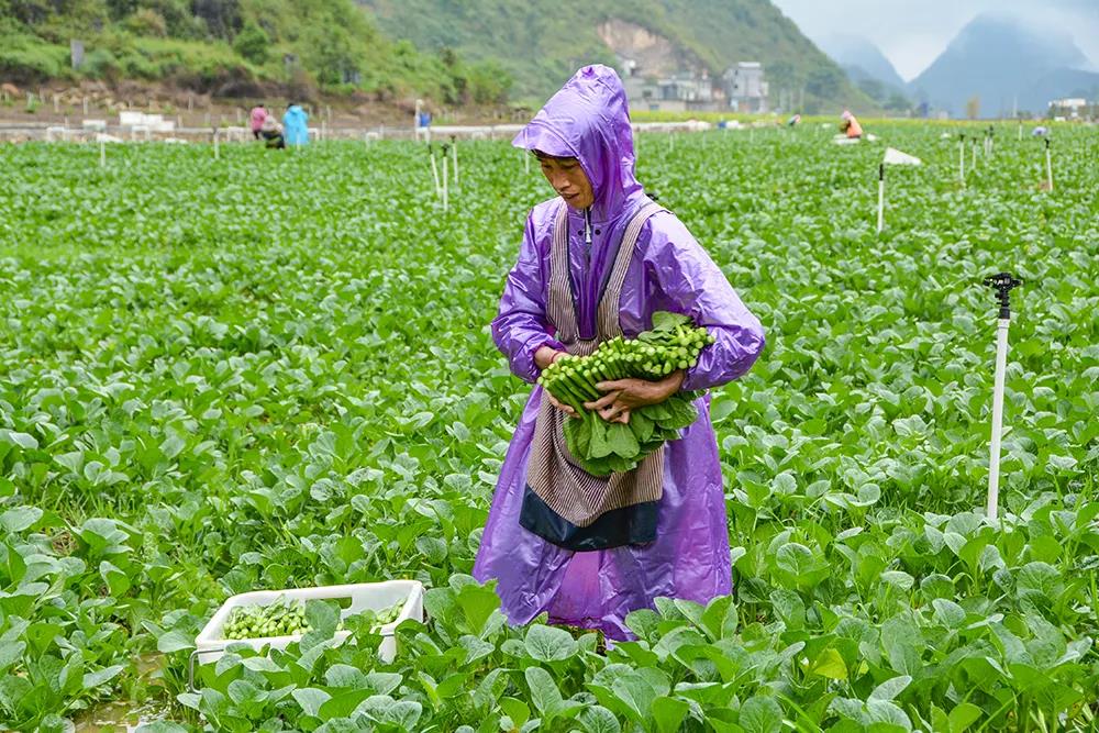坛坪坝区蔬菜产业基地 江兴勇 摄.jpg