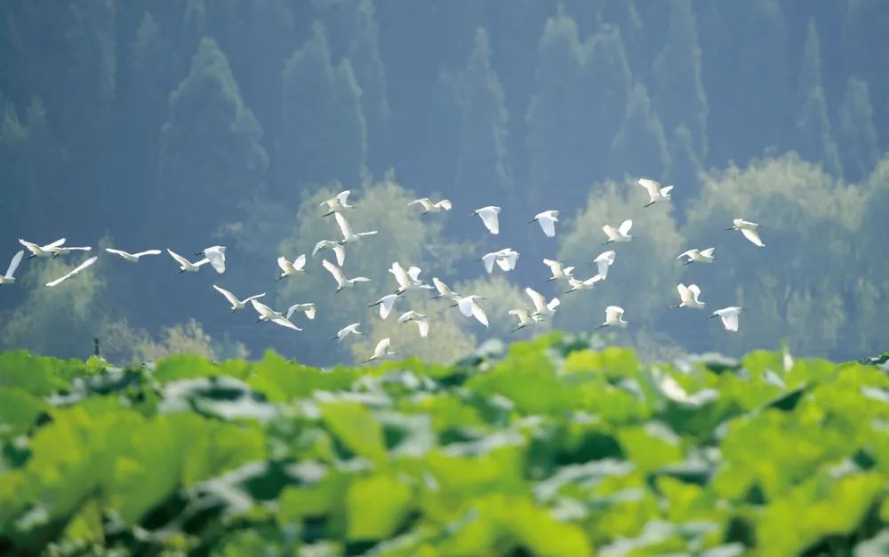 白鹭在安龙县国家湿地公园内飞舞 刘朝富 摄.jpg